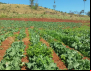 Contraf Brasil reafirma que Agricultura Familiar precisa do MDA para avançar