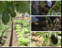Agricultores Familiares usam sistema agrofloresta e se destacam em produção saudável