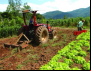 Descaso: Câmara não reconhece a importância da agricultura familiar para a economia e desenvolvimento do país