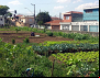 Congresso aprova política nacional de agricultura urbana