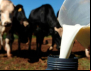 Em Defesa da Cadeia Produtiva do Leite e Preço Justo para Produtores de Leite da Agricultura Familiar Catarinense