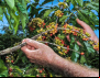 O café de menor custo do Brasil é produzido por agricultores familiares