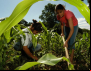 Agricultura familiar do Brasil é 8ª maior produtora de alimentos do mundo