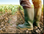 Garantia-Safra autoriza pagamento para mais de 60 mil agricultores familiares